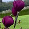 Блэк Тюлип (Magnolia Black Tulip) 2897