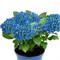 Блю Пауэр (Hydrangea macrophylla Blue Power) 2914