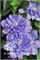 Блю Экспложион (Clematis Blue Explosion) 2933