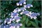 Блюбёрд (Hydrangea serrata Bluebird) 2943
