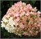 Бобо (Hydrangea paniculata Bobo) 2944