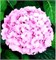 Боденси (Hydrangea macrophylla Bodensee) 2945