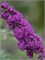 Бордер Бьюти (Buddleja davidii Border Beauty) 2952