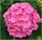 Букет Роуз (Hydrangea macrophylla Bouquet Rose) 2962