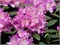 Бурсо (Rhododendron Catawbiense Boursault) 2964