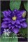 Бьюти оф Ворчестер (Clematis Beauty of Worcester) 2967