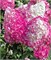 Ванилле Фрайз (Hydrangea paniculata Vanille Fraise) 2977