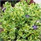 Вариегата (Vinca major Variegata) 2984