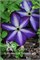 Веноза Виолацеа (Clematis Venosa Violacea) 2990