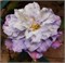 Вероникас Чойс (Clematis Veronicas Choice) 2991