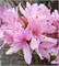 Вестерн Лайтс (Azalea prinophyllum Western Lights) 2992