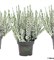 Вива (Calluna vulgaris Viva) 2994