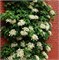 видовая норма (Hydrangea anomala petiolaris) 3001