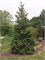видовая норма (Pseudotsuga menziesii) 3027