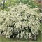 видовая норма (Spiraea vanhouttei) 3029