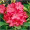 Вилгенс Руби (Rhododendron Wilgen's Ruby) 3032
