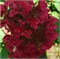 Вимс Ред (Hydrangea paniculata Wim’s Red) 3039