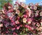 Винтаж Лов (Weigela Vintage Love) 3041