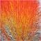 Винтер Бьюти (Cornus sanguinea Winter Beauty) 3042
