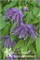 Виолет Сюрпрайз (Clematis atragene Violet Surprise) 3048