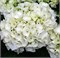 Вуду (Hydrangea macrophylla Wudu) 3069
