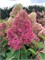 Гарденлайт Рэдлайт (Hydrangea paniculata Redlight) 3071