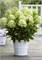 Гарденлайт Уайтлайт (Hydrangea paniculata Whitelight) 3073