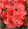 Гейша Оранж (Azalea japonica Geisha Orange) 3075