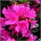 Гейша Пурпл (Azalea japonica Geisha Purple) 3076