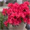 Гейша Ред (Azalea japonica Geisha Red) 3077