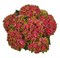 Глосси Липс (Hydrangea macrophylla Glossy Lips) 3113