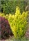Голден Пиллар (Berberis thunbergii Golden Pillar) 3134