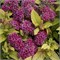 Голден Принцесс (Spiraea japonica Golden Princess) 3135