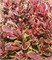 Голден Руби (Berberis thunbergii Golden Ruby) 3138