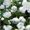Горностаева мантия (Philadelphus Manteau d'Hermine) 3153