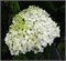 Грандифлора (Hydrangea arborescens Grandiflora) 3155
