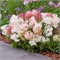 Граундбрейкер Блаш (Hydrangea paniculata Groundbreaker Blush) 3159