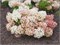 Граундбрейкер Блаш (Hydrangea paniculata Groundbreaker Blush) 3161
