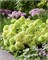 Граундбрейкер Грини (Hydrangea paniculata Hydrangea paniculata Groundbreaker Greeny) 3165