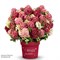 Граундбрейкер Руби (Hydrangea paniculata Hydrangea paniculata Groundbreaker Ruby) 3166