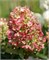 Граффити (Hydrangea paniculata Graffiti) 3167