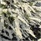 Грефшейм (Spiraea cinerea Grefsheim) 3177