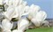 Дабл Диамонд (Magnolia Double Diamond) 3202