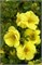 Дабл Панч Голд (Potentilla fruticosa Double Punch Gold) 3203