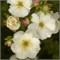 Дабл Панч Крем (Potentilla fruticosa Double Punch Cream) 3204