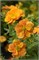 Дабл Панч Танго (Potentilla fruticosa Double Punch Tango) 3206