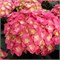 Дабл Пинк Лов (Hydrangea macrophylla Double Pink Love) 3207