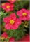 Данни Бой (Potentilla fruticosa Danny Boy) 3215