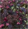 Даредевил (Hydrangea serrata Daredevil) 3216