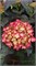 Дарк Ангел (Hydrangea macrophylla Dark Angel) 3217